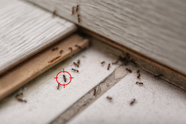 Best Pest Inspection Near Me  in Petersburg, MI