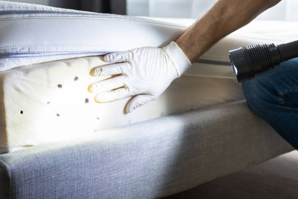 Best Termite Control Services  in Petersburg, MI