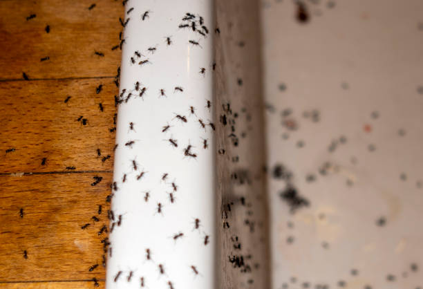 Best Pest Control for Restaurants  in Petersburg, MI