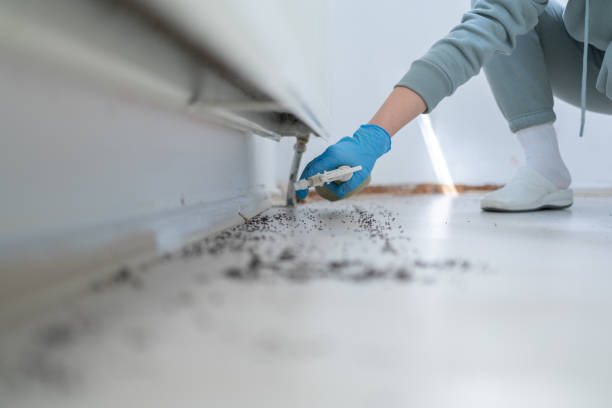 Wasp Removal Services in Petersburg, MI